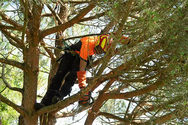 Une solution professionnelle pour vos arbres