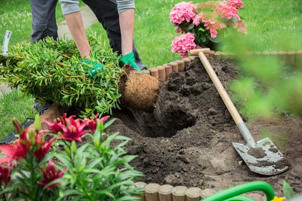 Donnez vie à votre jardin