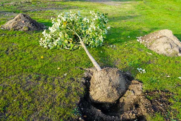 Transformez votre jardin en oasis